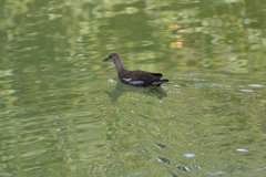 Gallinula chloropus