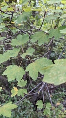 Acer opalus