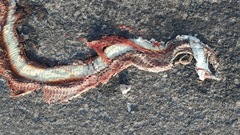 Thamnophis saurita septentrionalis