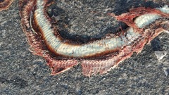 Thamnophis saurita septentrionalis