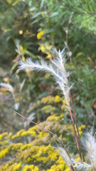 Andropogon ternarius