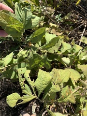 Triosteum aurantiacum