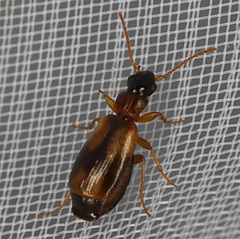 Calodromius spilotus