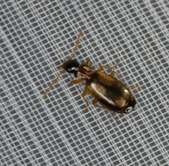 Calodromius spilotus