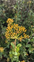 Bupleurum fruticosum