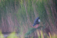 Porphyrio porphyrio