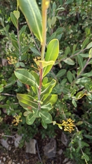 Bupleurum fruticosum