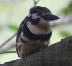Hypnelus ruficollis