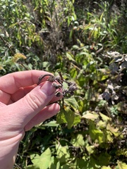 Triosteum aurantiacum