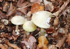 Amanita phalloides