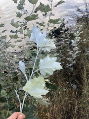 Populus