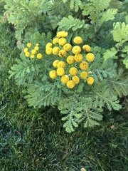 Tanacetum