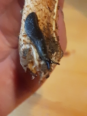 Arion hortensis