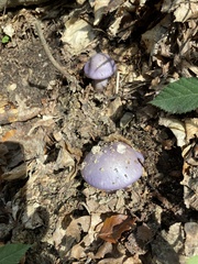 Cortinarius traganus