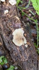 Crepidotus crocophyllus