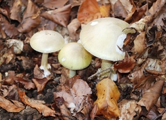 Amanita phalloides