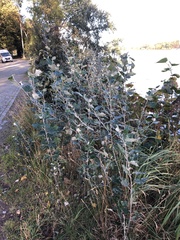 Populus