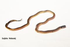 Calliophis maculiceps