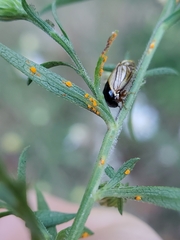Coleosporium