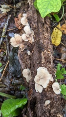 Crepidotus crocophyllus