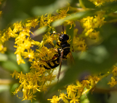 Myzinum carolinianum