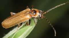 Cantharis
