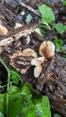 Crepidotus crocophyllus