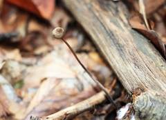 Mycetinis scorodonius