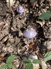 Cortinarius traganus