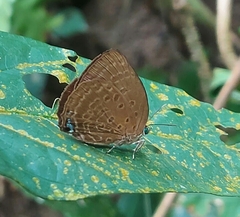 Arhopala