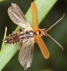 Cantharis