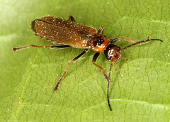 Cantharis figurata