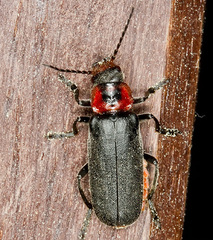 Cantharis fusca