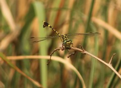 Paragomphus sabicus