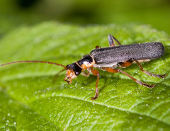 Cantharis nigricans