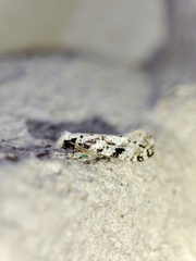Nemapogon nevadella