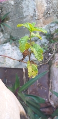 Varronia bullata