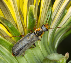 Cantharis nigricans