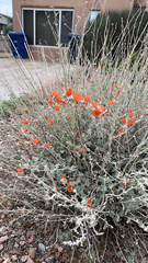 Sphaeralcea ambigua