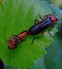 Cantharis pellucida