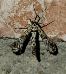 Lineodes interrupta