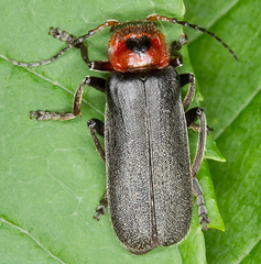 Cantharis rustica