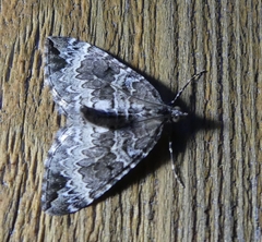 Eulithis explanata