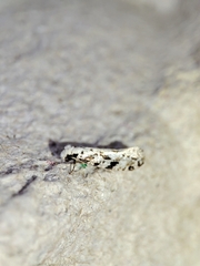 Nemapogon nevadella