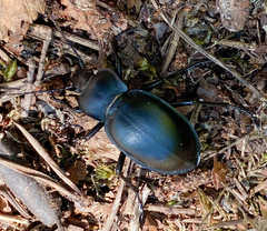 Carabus glabratus