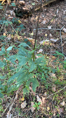 Arnoglossum atriplicifolium