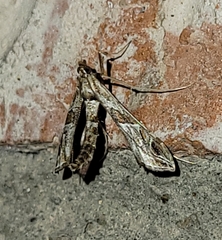 Lineodes interrupta