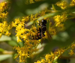 Myzinum carolinianum