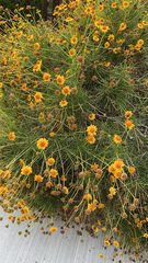 Sidneya tenuifolia