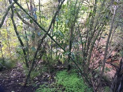 Melicytus ramiflorus